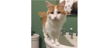 Lost Pet: Leah Patience