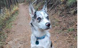 Lost Pet: Huck (Huckleberry)