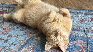 Lost Pet: Flash Drive