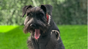 Lost Pet: Lucas Montijo