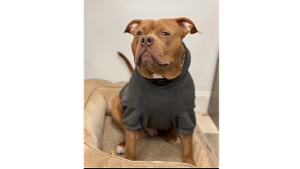 Lost Pet: Oakley(35960)