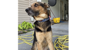 Lost Pet: Compass Inge