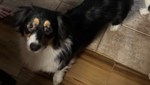 Lost Pet: Gaius Friske