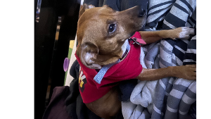 Lost Pet: Nova Habib