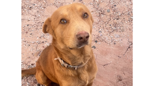 Lost Pet: Mister Chase