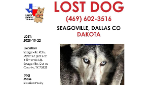 Lost Pet: Dakota