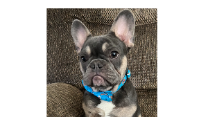 Lost Pet: Jaxon Yates