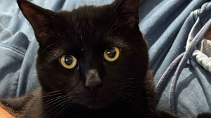 Lost Pet: Tortellini Bolognese Diavolo