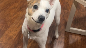 Lost Pet: Mattie Hagan