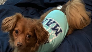 Lost Pet: Jaxson Comeaux