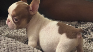 Lost Pet: Reign King