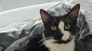 Lost Pet: Bella Vanilla Bean