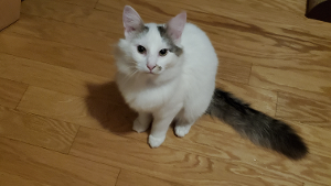 Lost Pet: Max (Ghost)