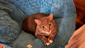 Lost Pet: Mayonesa/Mayonnaise