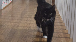 Lost Pet: Calcetines