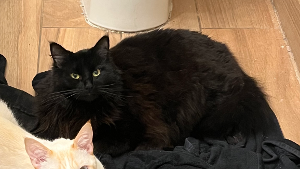 Lost Pet: Tapu Wright