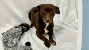 Lost Pet: Murphy Brown