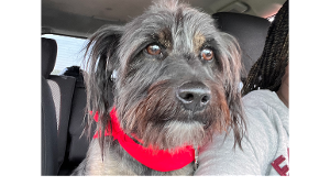 Lost Pet: Prince James