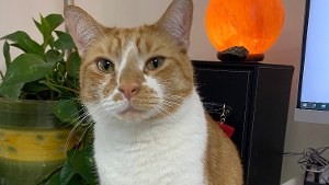 Lost Pet: Bodhi Aryan Kelsey