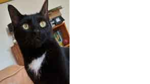 Lost Pet: Jimmy Rollins