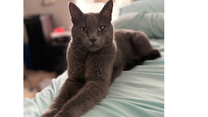 Lost Pet: Smokey
