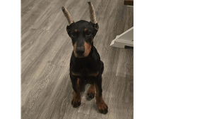 Lost Pet: Caesar Lloyd Herrington