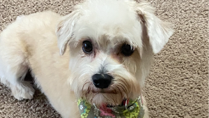 Lost Pet: Waffles Theodore Tademy