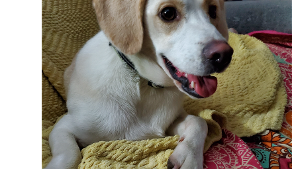 Lost Pet: Moose-aroni