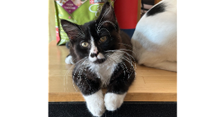 Lost Pet: WINCHESTER RAVENCLAW LEE