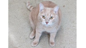 Lost Pet: Golde Sands