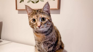 Lost Pet: Echo Renee