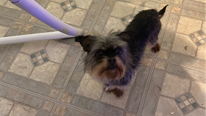 Lost Pet: Princess Thomas