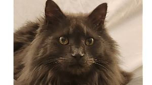 Lost Pet: Little Gray