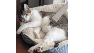 Lost Pet: MAXWELL SNACKS