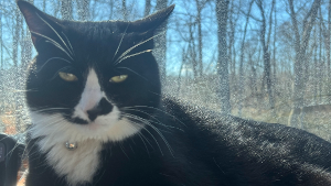 Lost Pet: Mr. Tickles