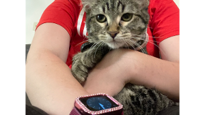 Lost Pet: Reeses Lynn