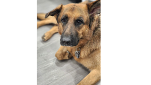 Lost Pet: Breuckelen