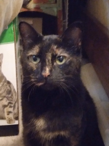 Lost Pet: Mamma Autumn