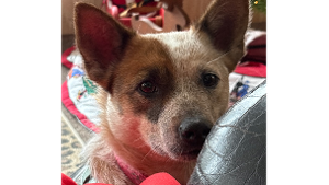 Lost Pet: Willow Weaver