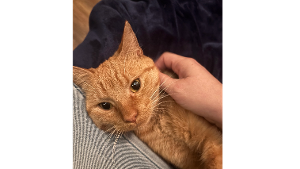 Lost Pet: Taffy (Bobbie)