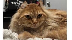 Lost Pet: Cooper *Guzman