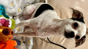 Lost Pet: Bubbles ?PB?