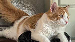 Lost Pet: MR Fluffy Pants