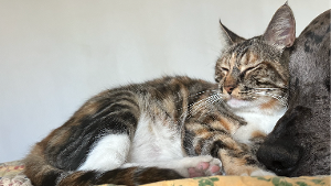 Lost Pet: Toonces (The Driving Cat)