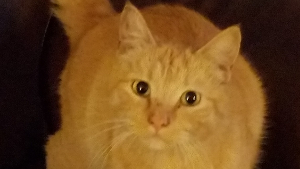 Lost Pet: Drumbo cox