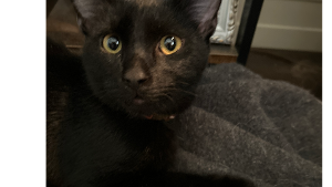 Lost Pet: Onyx