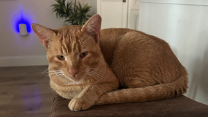 Lost Pet: Orange Kitty