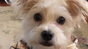 Lost Pet: Theodore Serrano