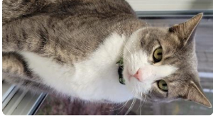 Lost Pet: Benjamin Buttons