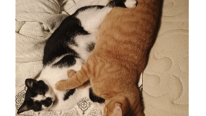 Lost Pet: Sweetie Keaton Coffee